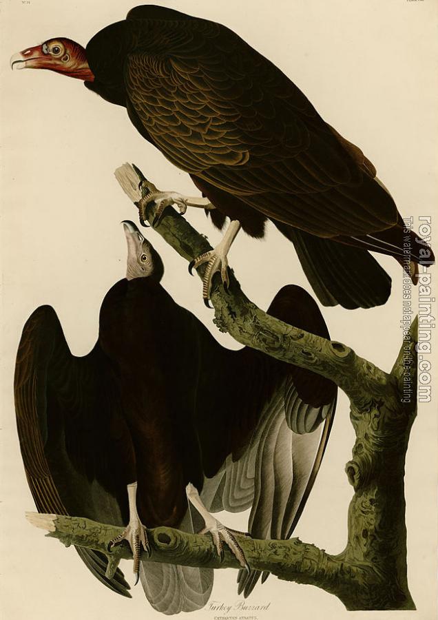 John James Audubon : Turkey buzzard